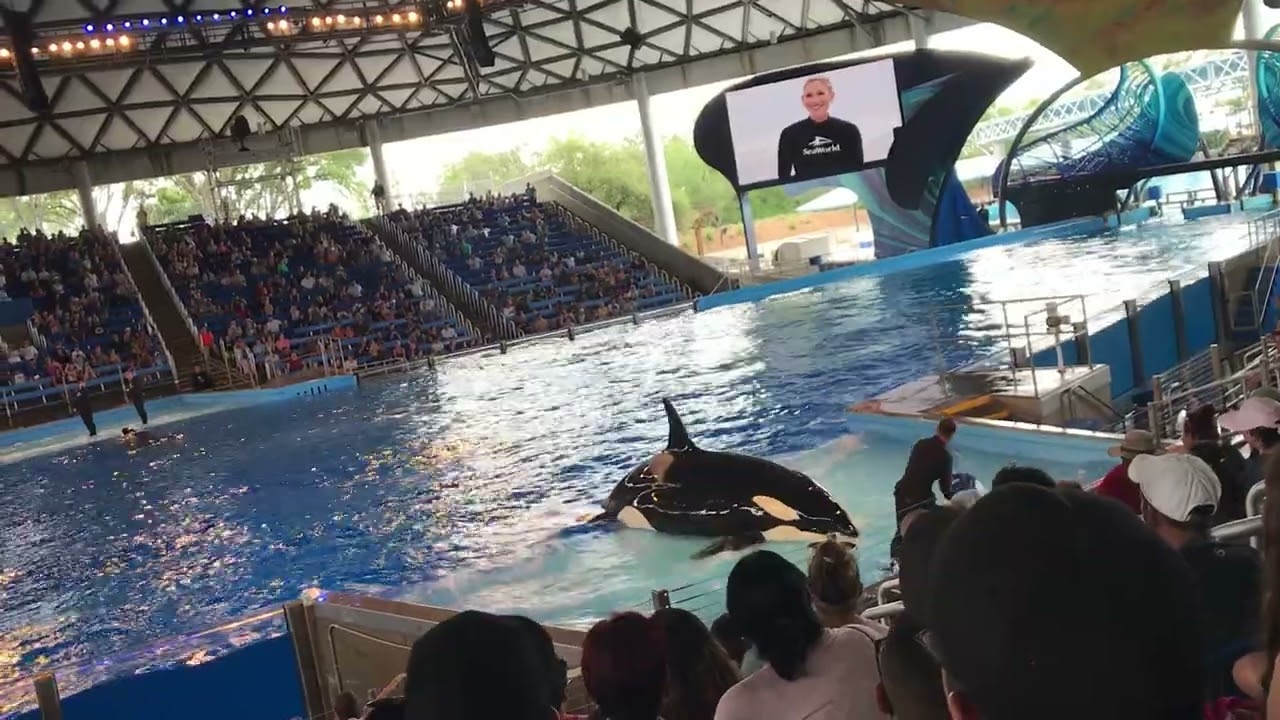 SeaWorld San Antonio Tx.Orcas show, junio 2022
