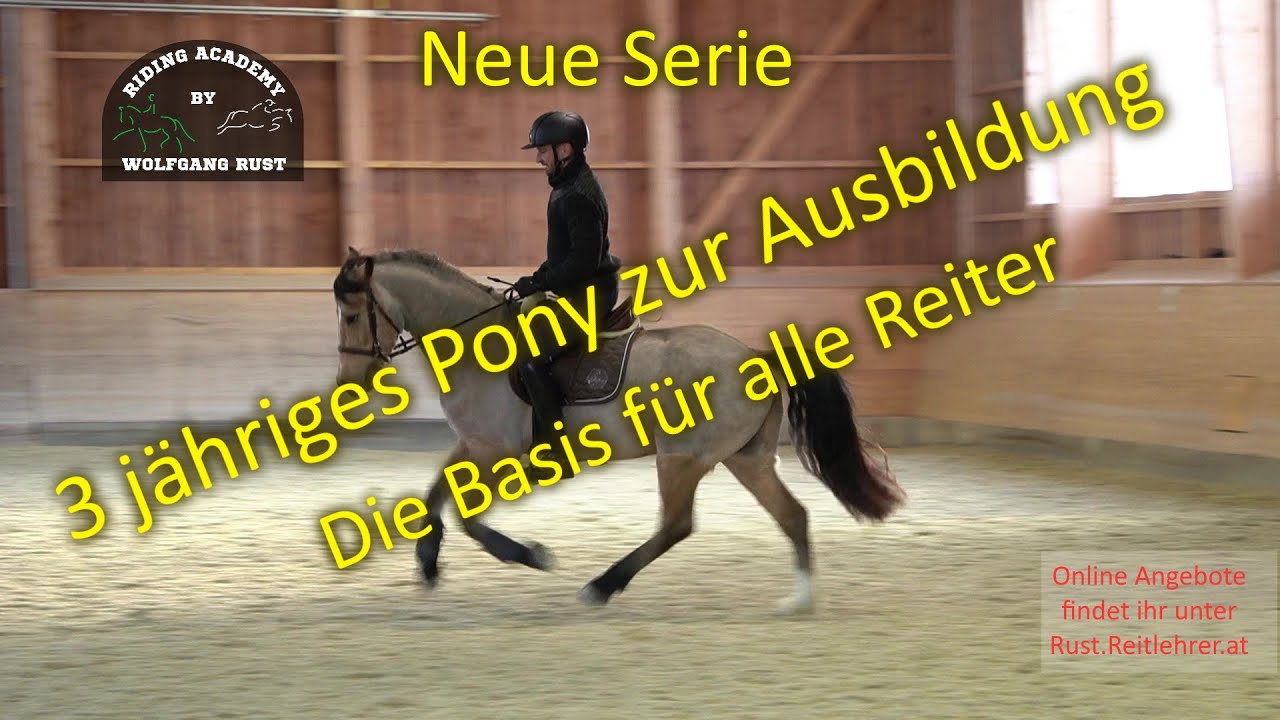 Jungpferde Ausbildung und Basis Wissen f&uuml;r alle Reiter! Cookie - 3 j&auml;hrige Welsh Cob Wallach, Pony