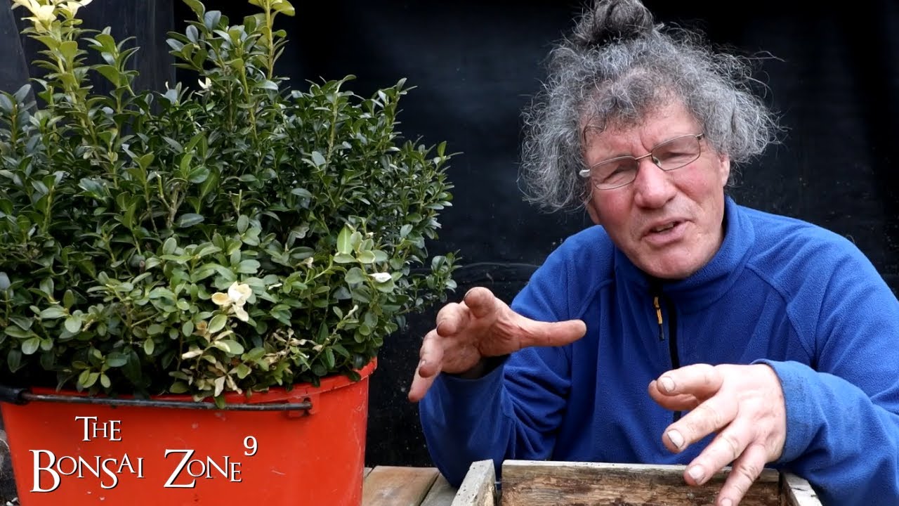 Collecting Trees From The Garden, The Bonsai Zone, April 2022