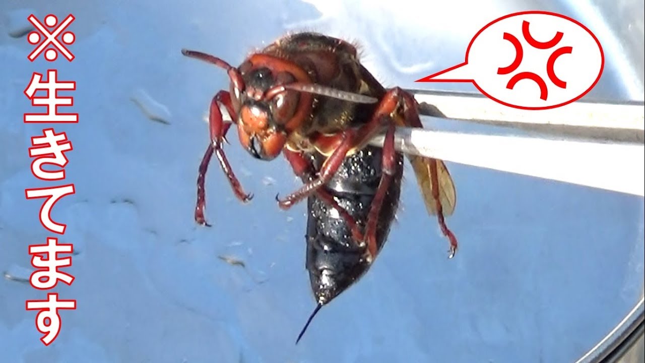 最強の希少種「黒いスズメバチ」を捕まえて生観察してみた Dangerous strongest hornet: Vespa dybowskii