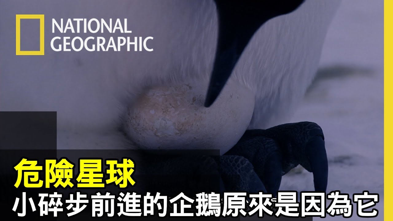 冬季的來臨❄️企鵝一個個呈現帶球跑的小碎步，原來是因為腳腳中間暗藏著企鵝蛋💖 【危險星球】
