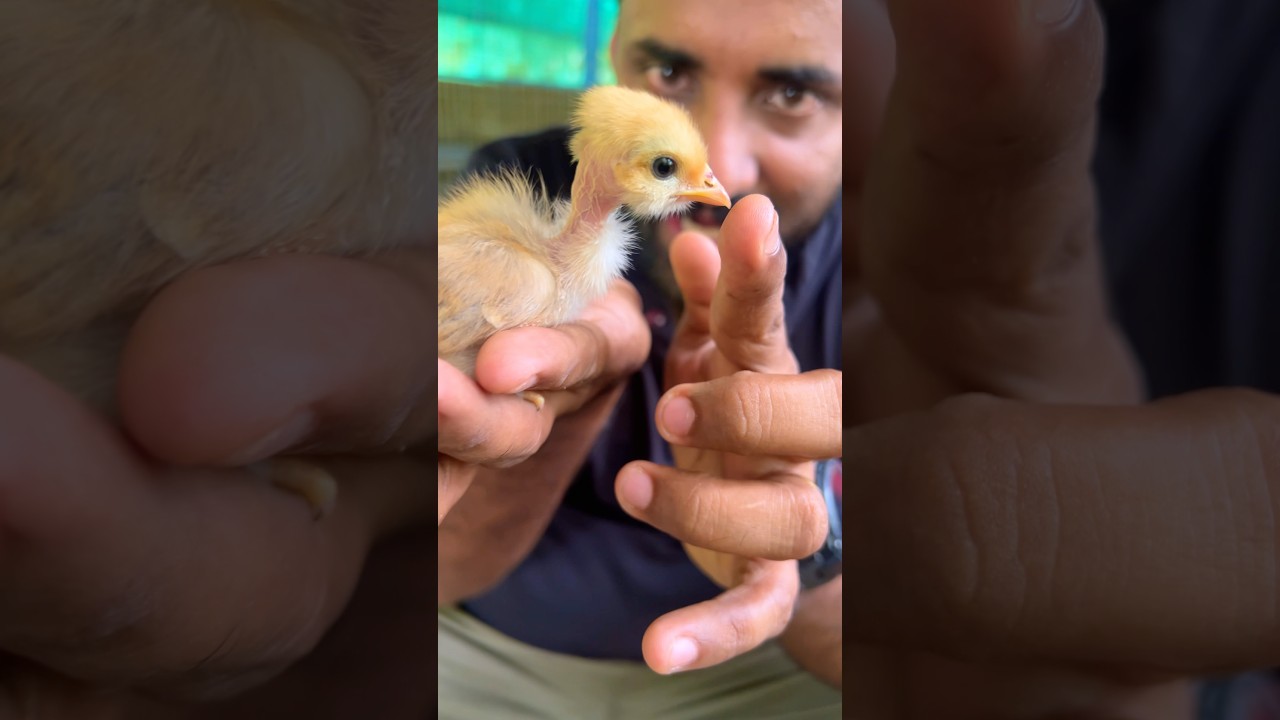 പുതിയ ബാച്ച് പണ്ടത്തെ നാടൻമാർ എത്തിയപ്പോൾ  #farm #chicks