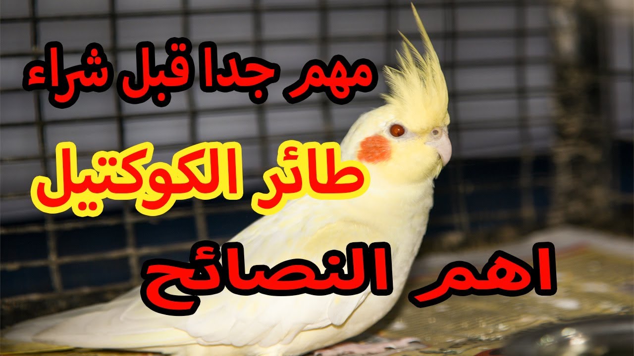 كل ما تريد معرفته عن طائر الكوكتيل سلوكه و طبيعته و العناية به طعامه المفضل (ميزاته وعيوبه) الكوكتيل