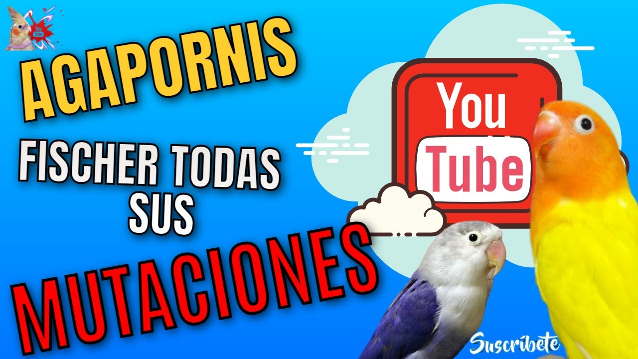 ¿No sabes que agaporni Fischer tienes? 🤔‼️