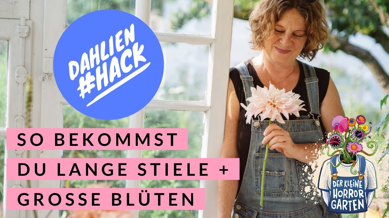 Dahlien - lange Stiele, gro&szlig;e Bl&uuml;ten - mit diesem einfachen Trick I der kleine Horrorgarten