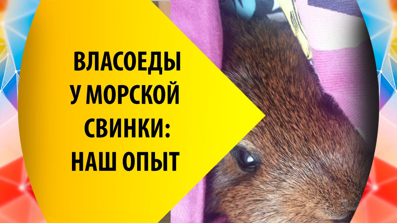 Как мы боролись с власоедами у морских свинок
