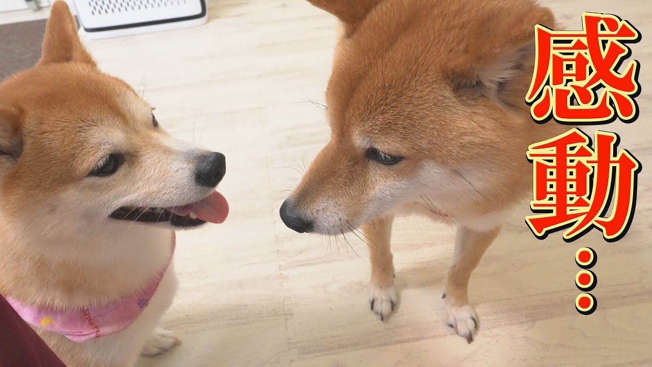 脳の病気の疑いがある兄柴犬を、小さな身体で守り抜こうとする妹柴犬の姿に感動しました・・・