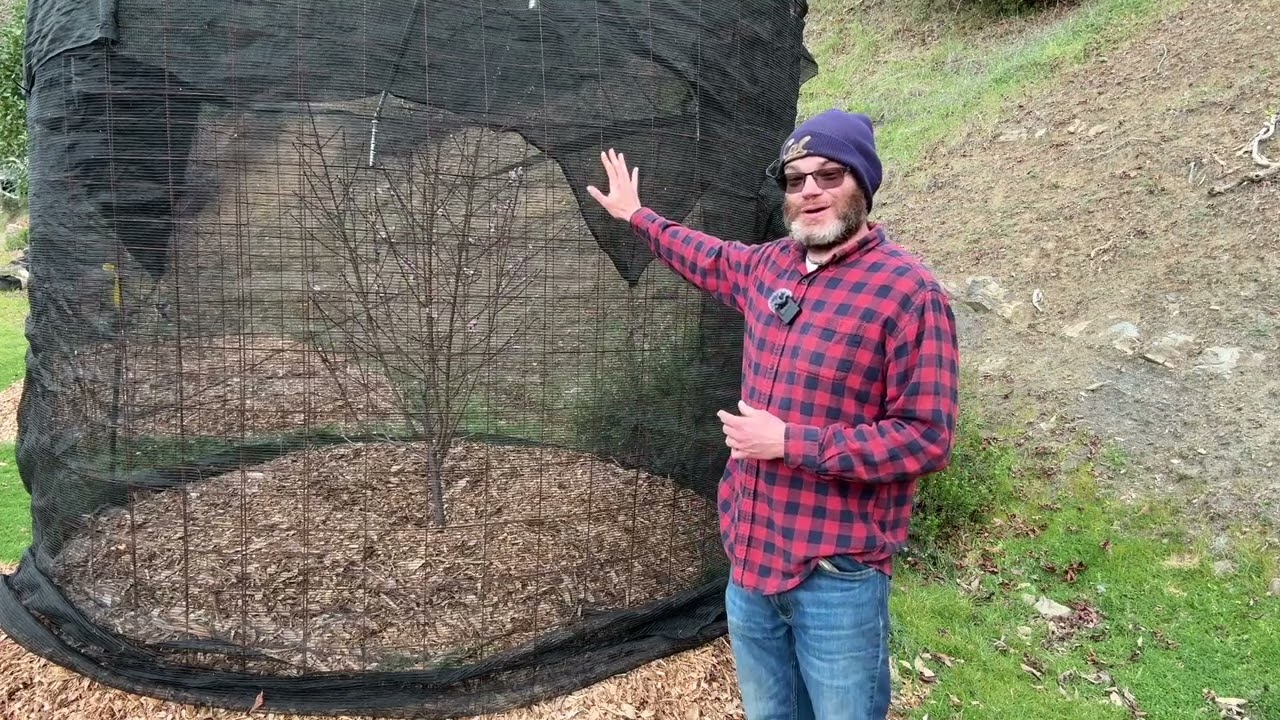 Midwinter Orchard Updates