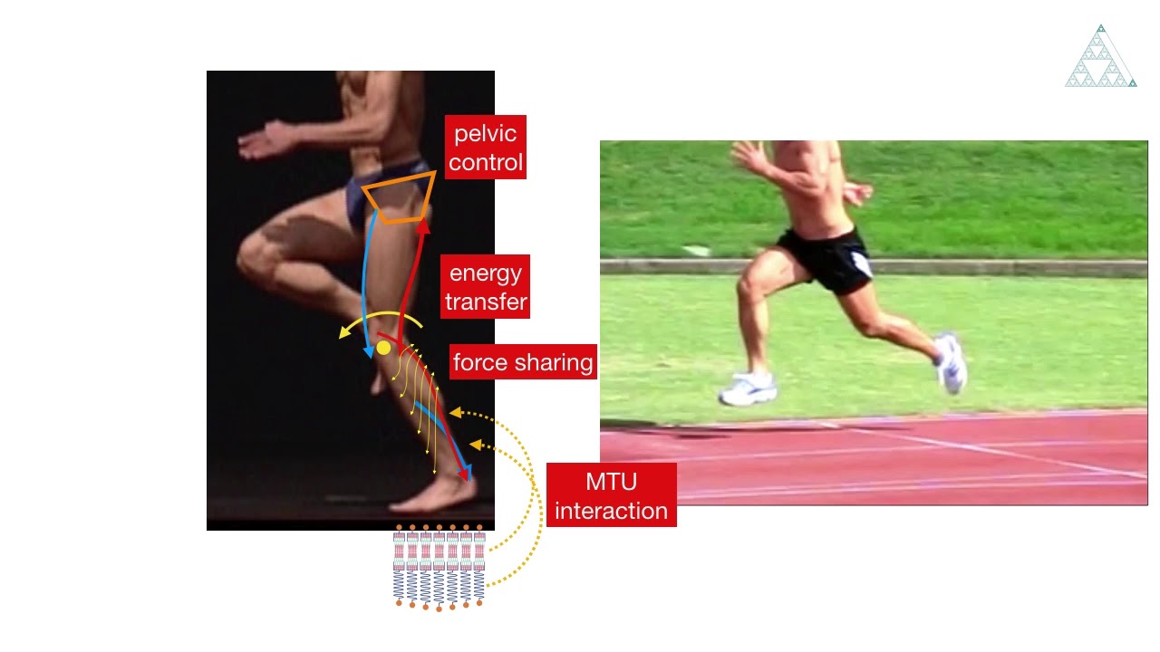Frans Bosch Systems: Movement Analysis: available NOW