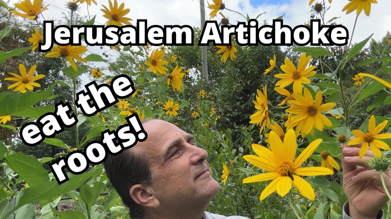 Jerusalem Artichoke (Sunchoke), Helianthus tuberosus – grow Red Rover variety for food & flowers