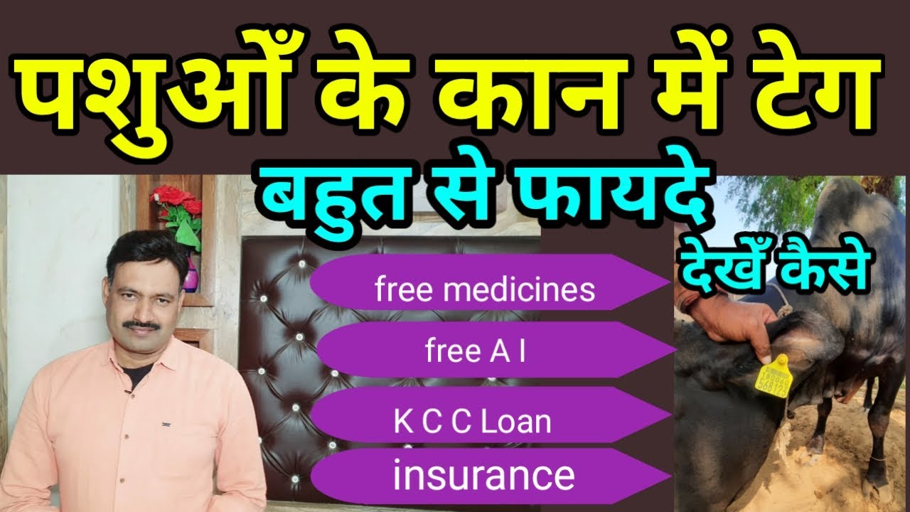 पशु के कान में टेग लगवाने के फ़ायदे तरीका Benefits of Animal ear tagging cattle buffalo cow tagging
