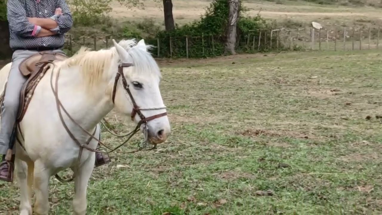 Tri taureaux à la Manade du Joncas 🐃 🐎
