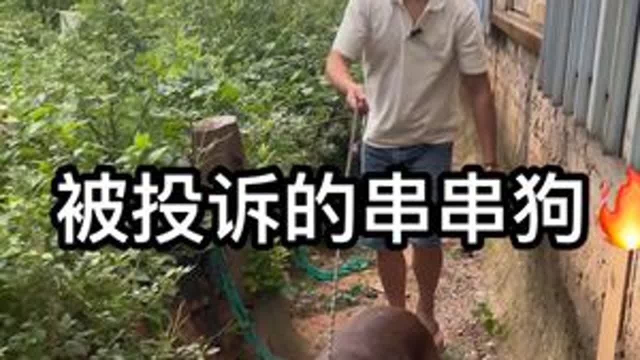 被投诉的串串狗🐶 你们家的要被投诉会怎么处理？#狗 #串串狗 #不养狗不知道养狗的乐趣