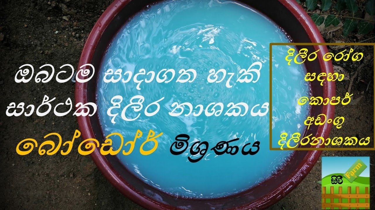 How to Prepare Bordeaux Mixture - සාර්ථක දිලීර නාශකයක් වන බෝඩෝර් මිශ්‍රණය සාදා ගන්නා ආකාරය