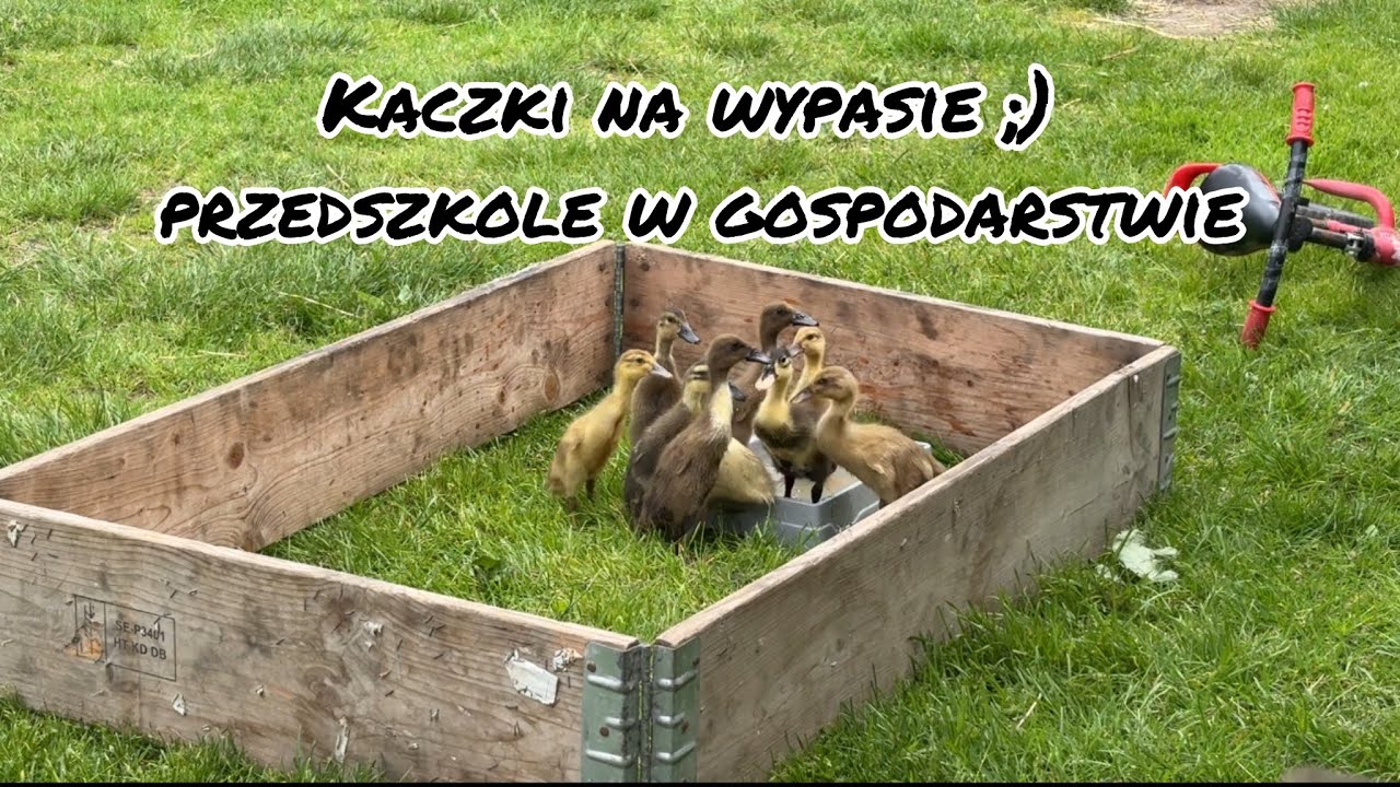 Kaczki na wypasie ;) przedszkole w gospodarstwie