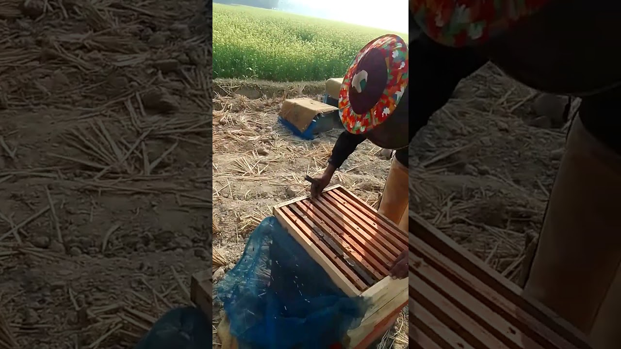 মৌমাছি পালন লাভজনক ও পরিবেশ বান্ধব। 🌈😄🍔