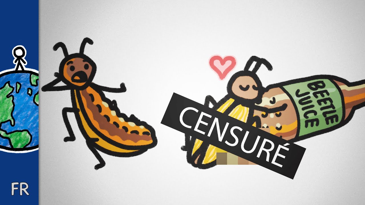 Des insectes qui 