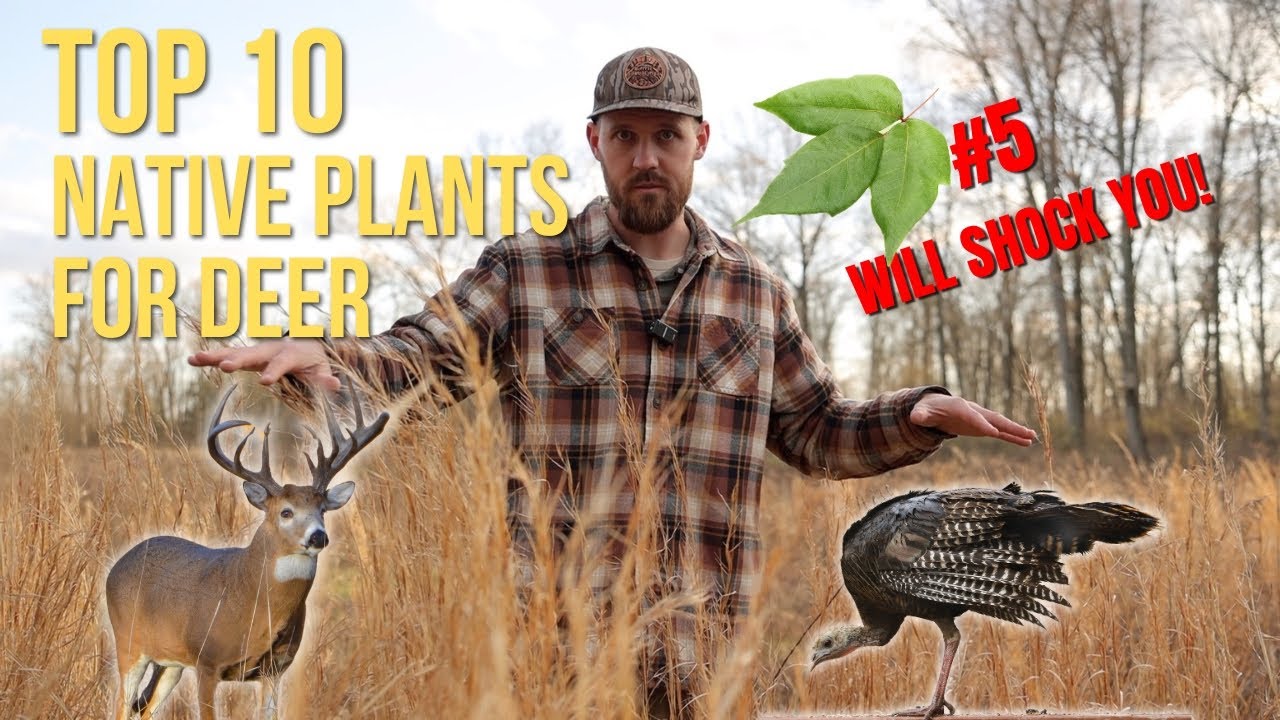 Top 10 Native Plants for DEER