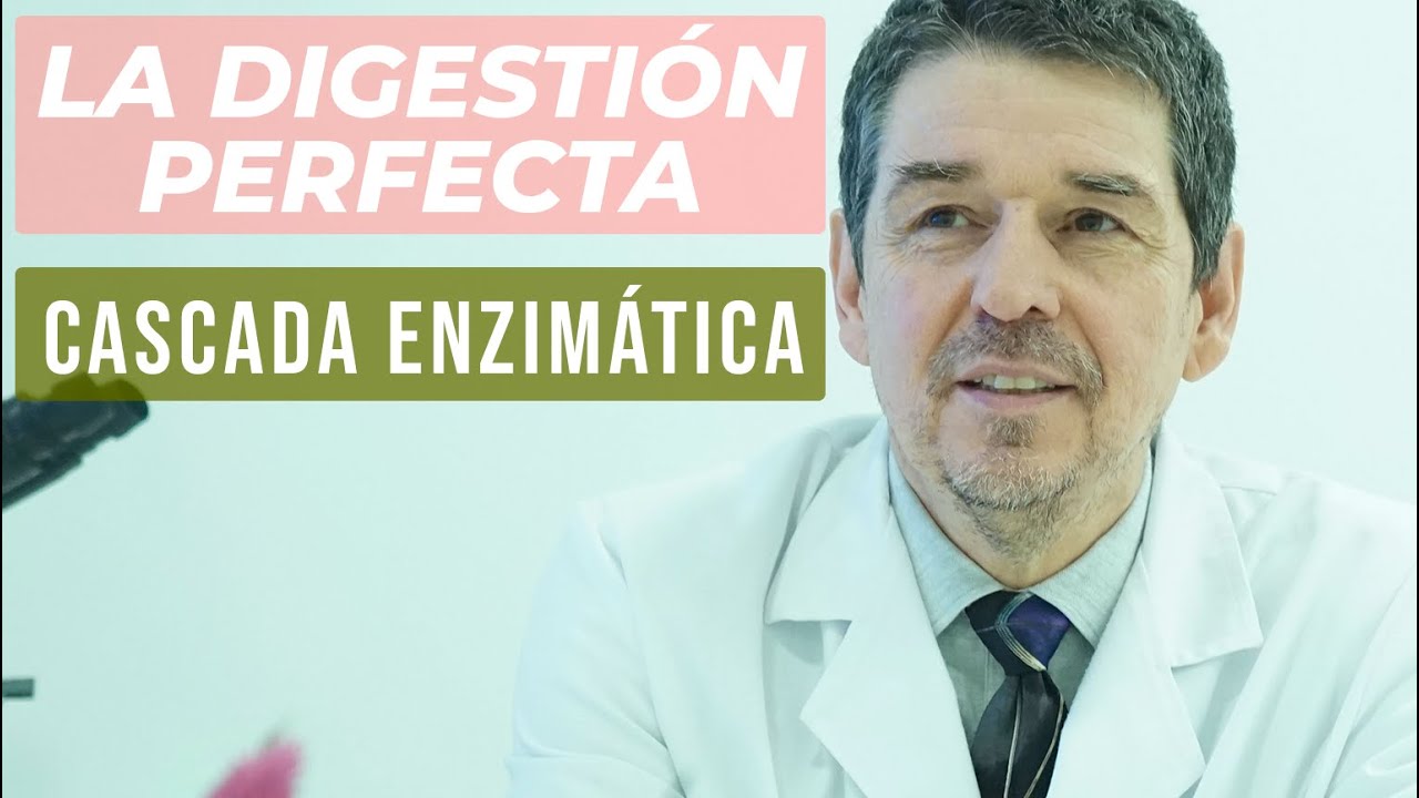 CÓMO SE HACE LA DIGESTIÓN: ¡la maravilla de las enzimas!