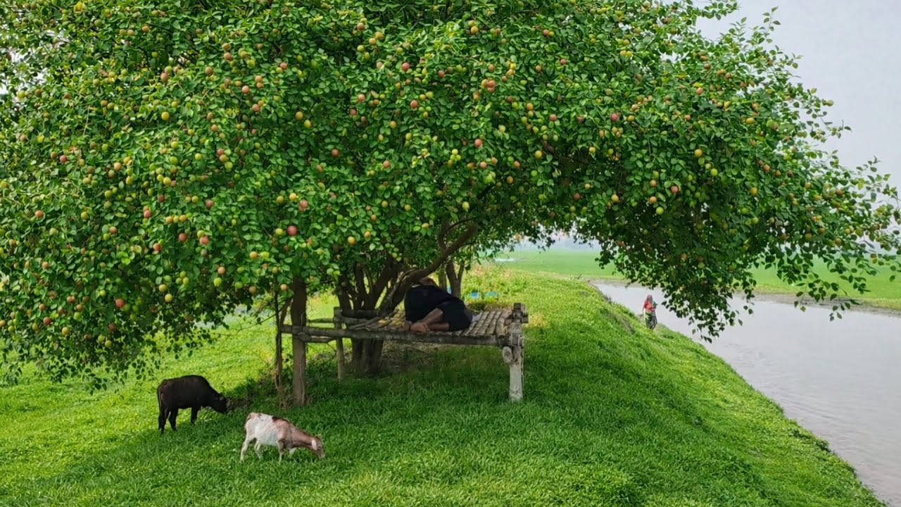 রূপের আগুনে জ্বলছে ঋতুরাজ বসন্ত 🇧🇩 | বসন্তের রক্তলাল শিমুল ও কোকিল ডাকা বাংলার এক মায়াবী ঋতু