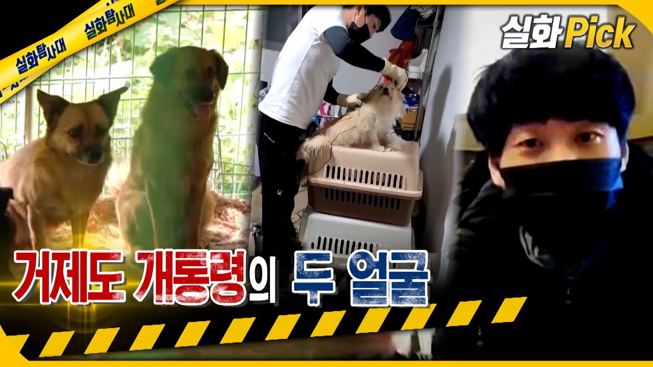 [실화Pick] 거제도 개통령의 두 얼굴 #실화탐사대 #실화On MBC230831방송