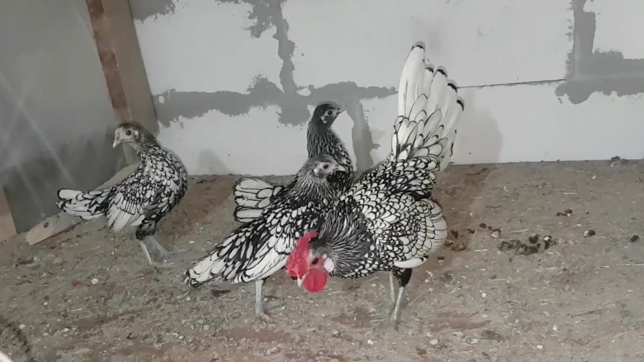 G&Uuml;M&Uuml;Ş ZİBRİT HOROZ &Ccedil;OK FENA TAVUKLARI YUMURTLATTI