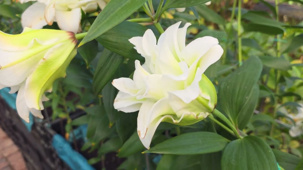 장미백합 꽃🌼