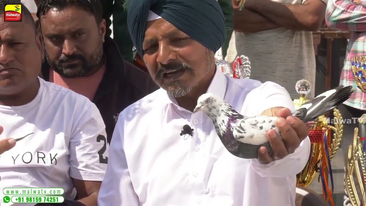 ਅਸਲੀ A.T.M ਕਬੂਤਰ ਦੀ ਨਸਲ - SONI CHACHRARI  | VICKY GUJJARWAL Top Kabootar Baaz