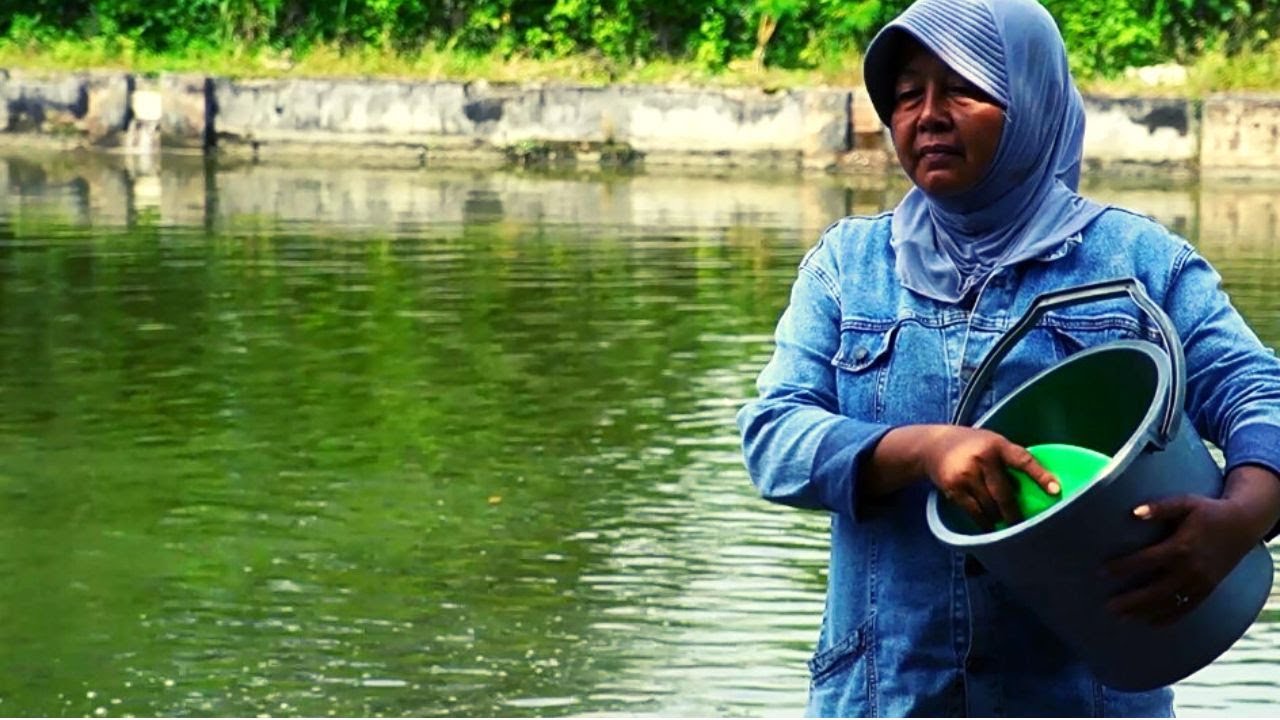 BELAJAR BUDIDAYA IKAN BAWAL DENGAN MEMANFAATKAN ALIRAN DERAS SUNGAI - HASIL MELIMPAH!