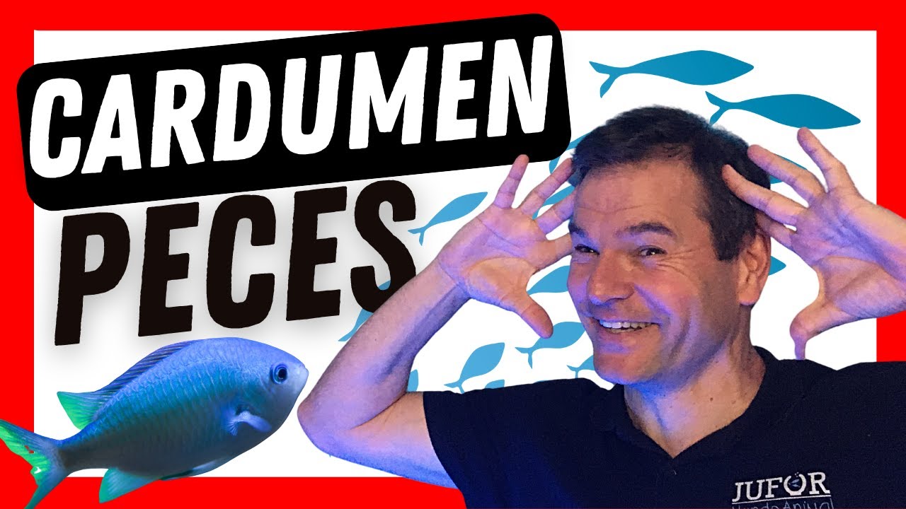 Cómo llenar de vida tu acuario: te recomiendo estas especies 🐠