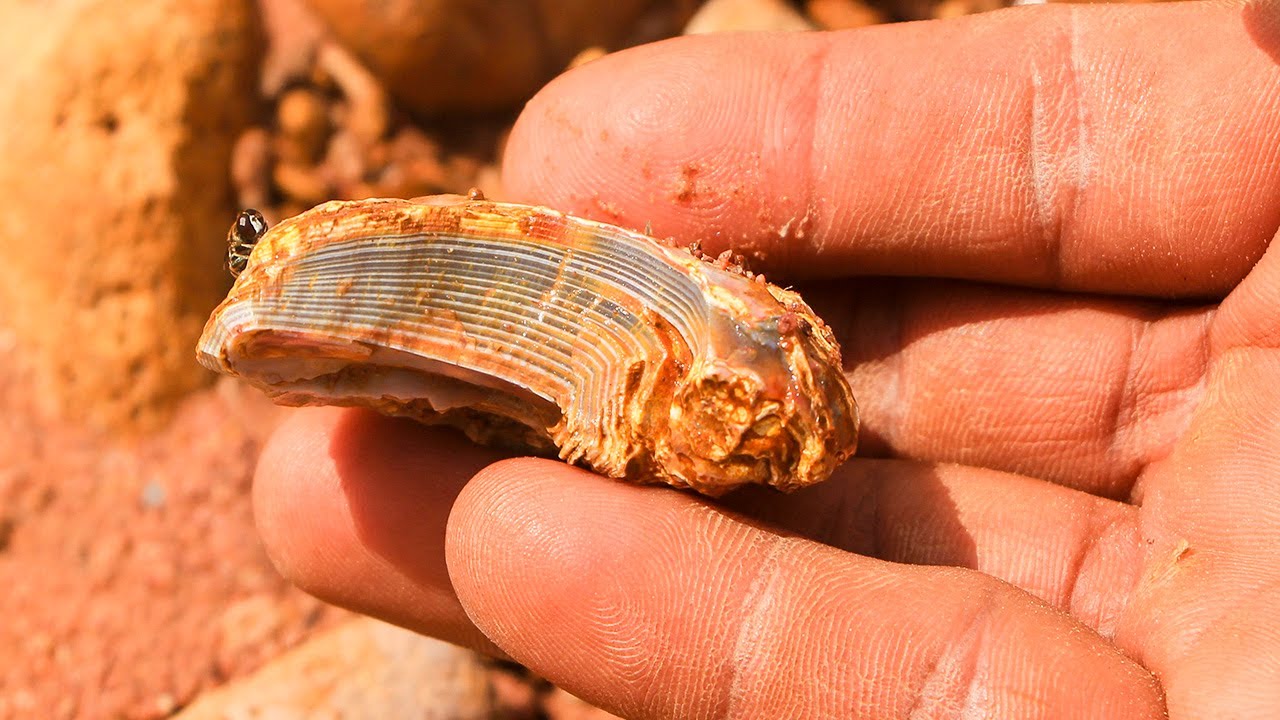 Rockhounding - Agate Crystal Types | Finding Agate, Quartz, Chalcedony, Chert, Jasper