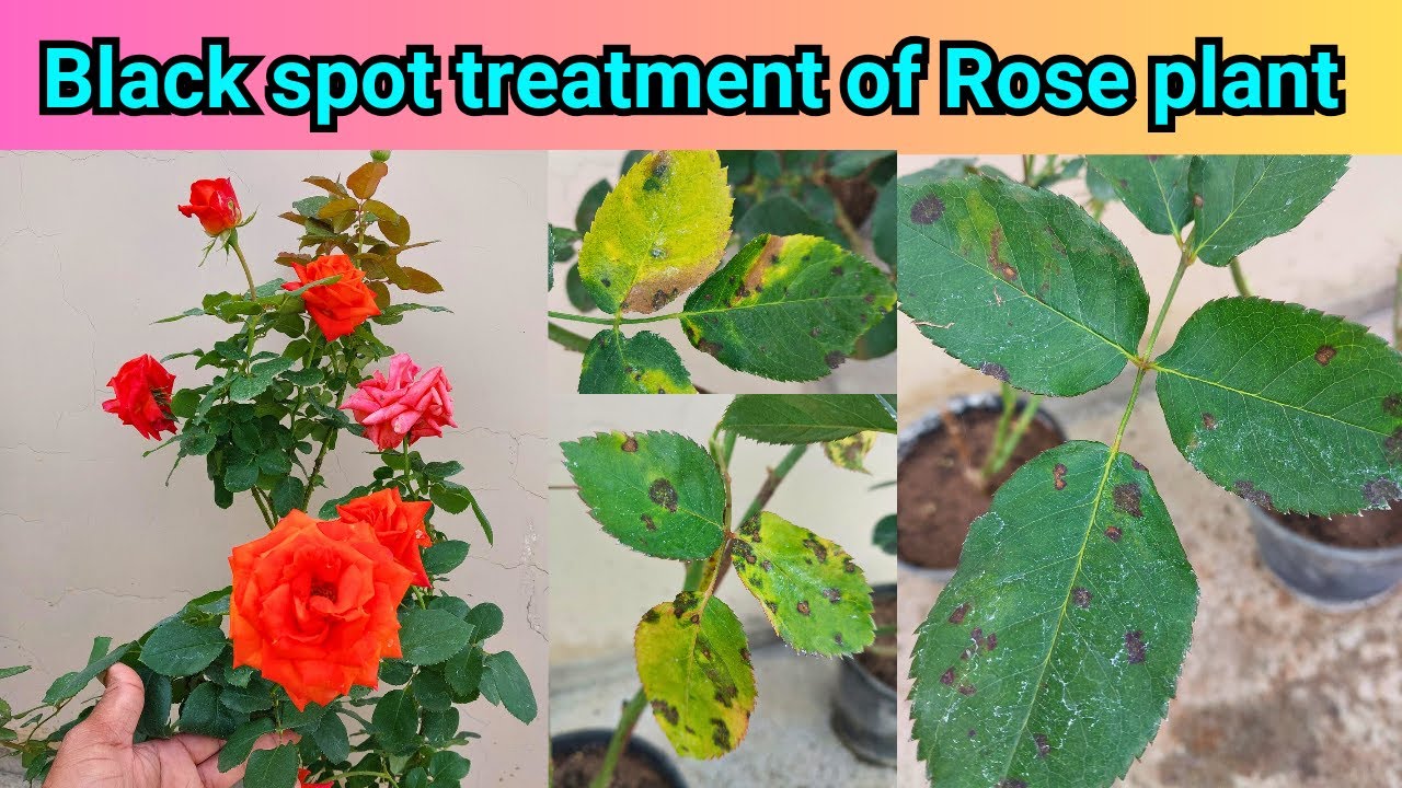 Black spot treatment of Rose plant ||