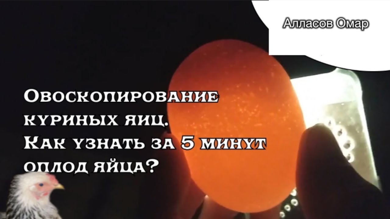 Овоскоп яиц! 🥚 Василиса большая молодец!  🐔💞🐥♥️