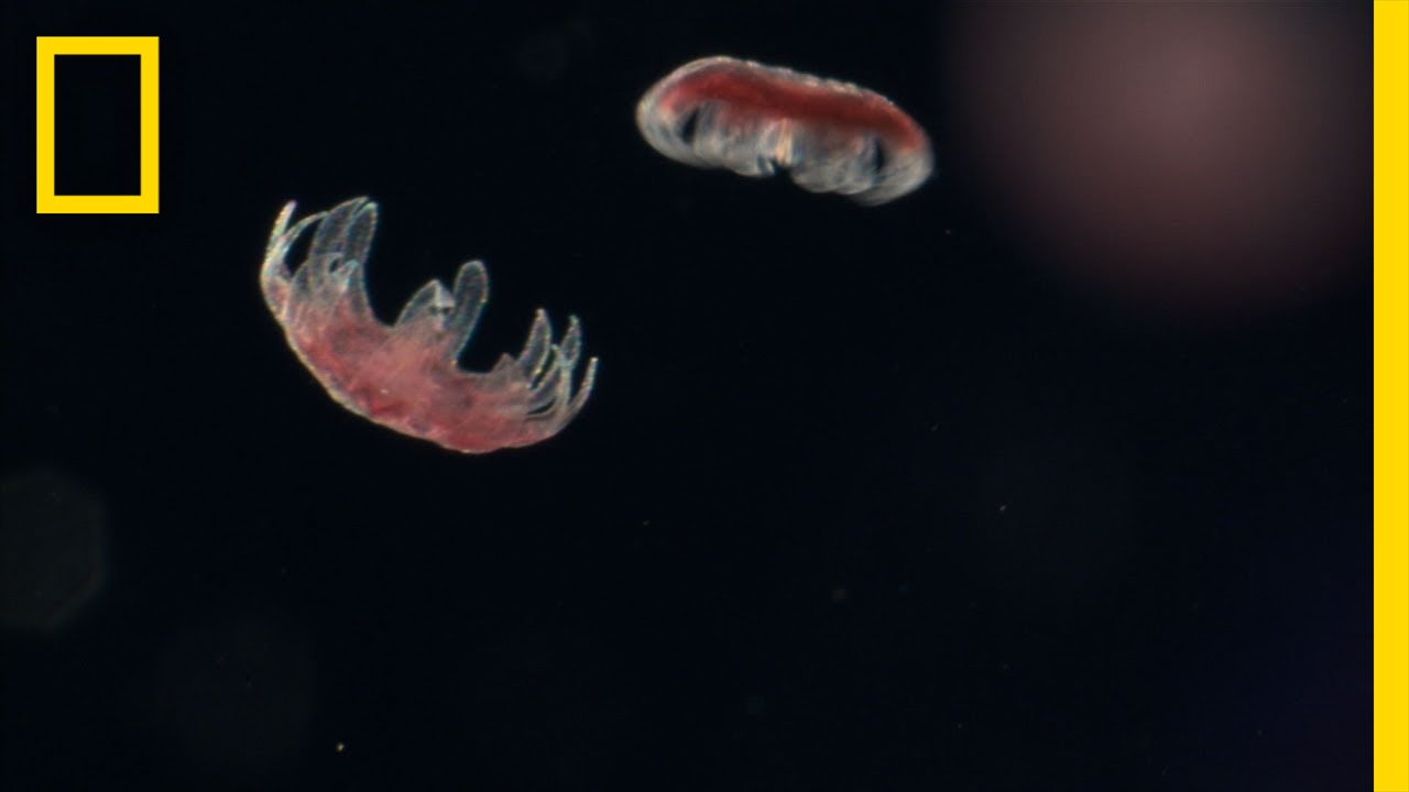 Sea Nettle Jellyfish Birth | Untamed Americas