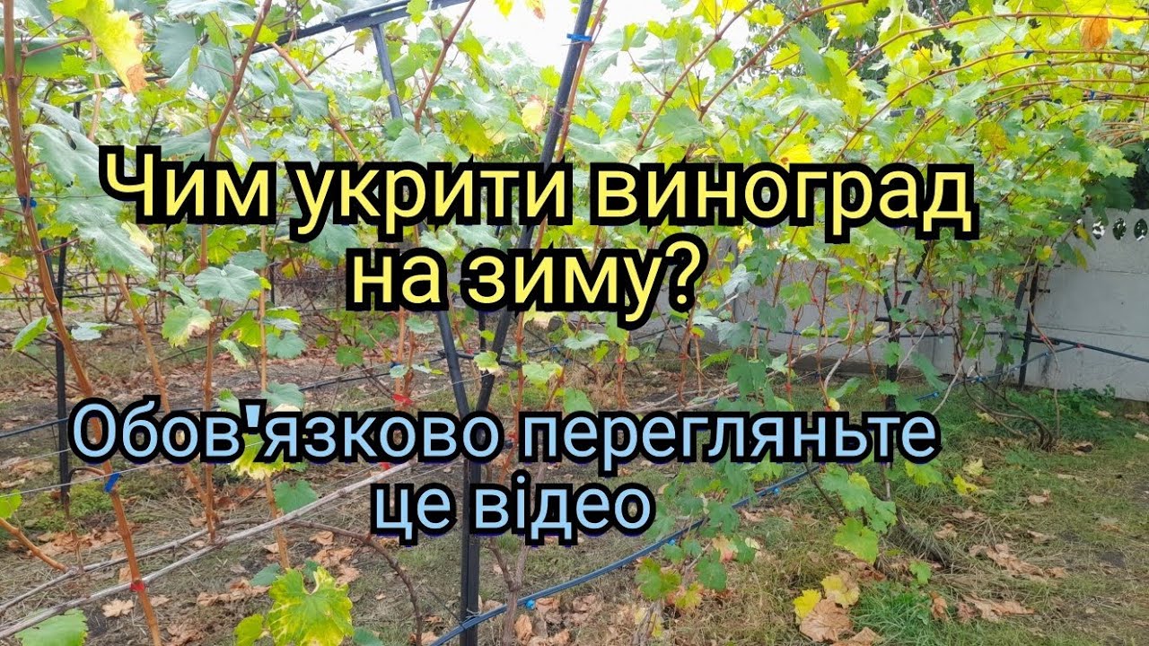 Чим укрити виноград на зиму? Хороший новий  укривний матеріал.