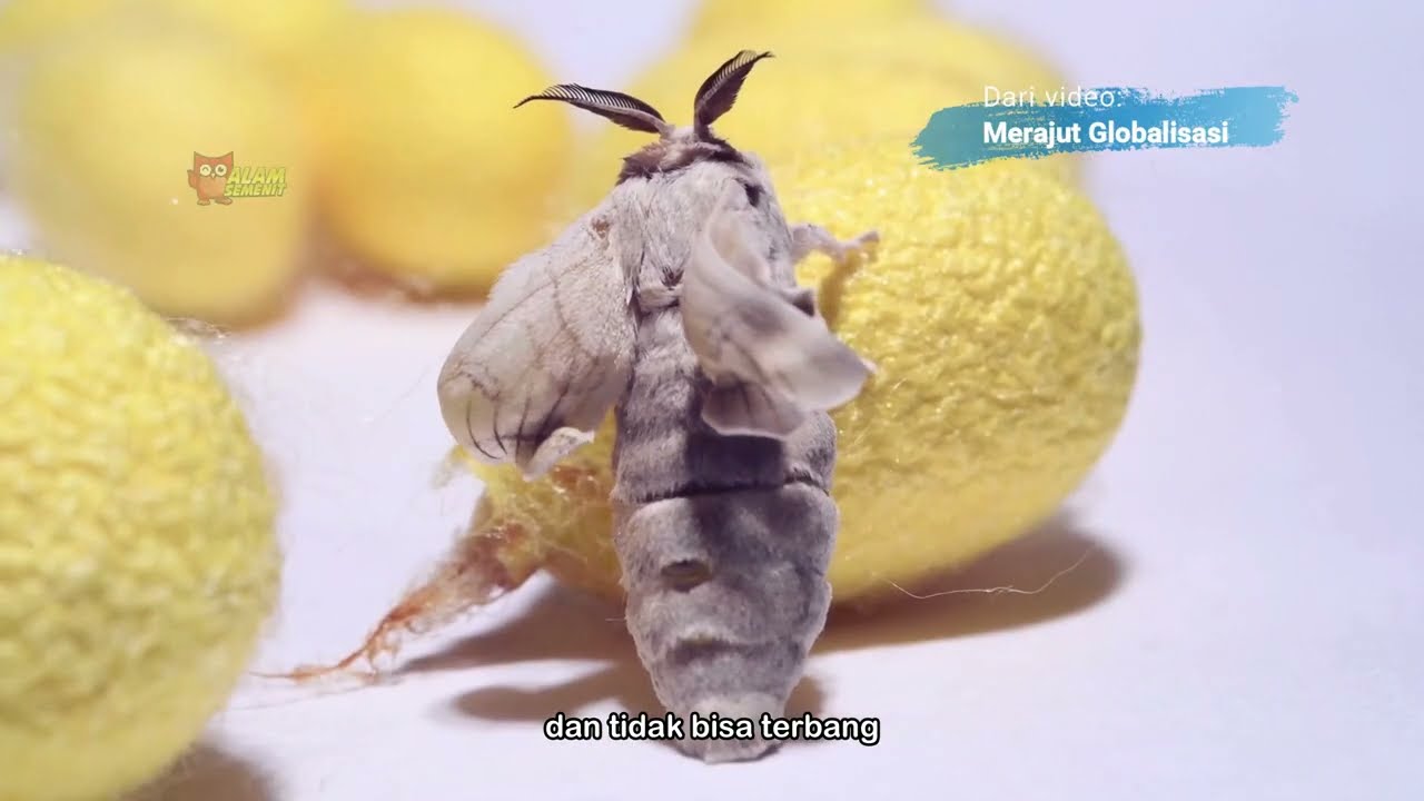 Highlight: Sutra [Part 4] - Nasib Ngeri Bombyx Mori #AlamSemenit