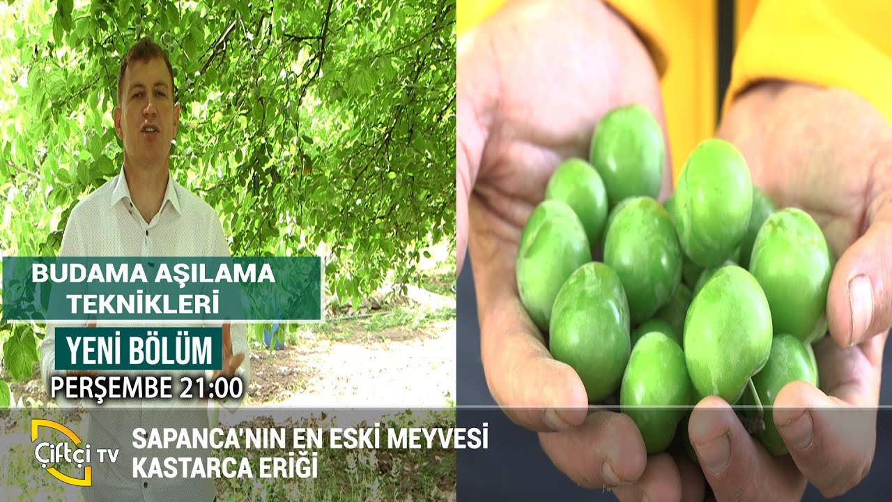 Kastanca Eriği Nasıl Yetiştirilmeli - BUDAMA AŞILAMA TEKNİKLERİ #tarım #budama #erik #erikaşısı