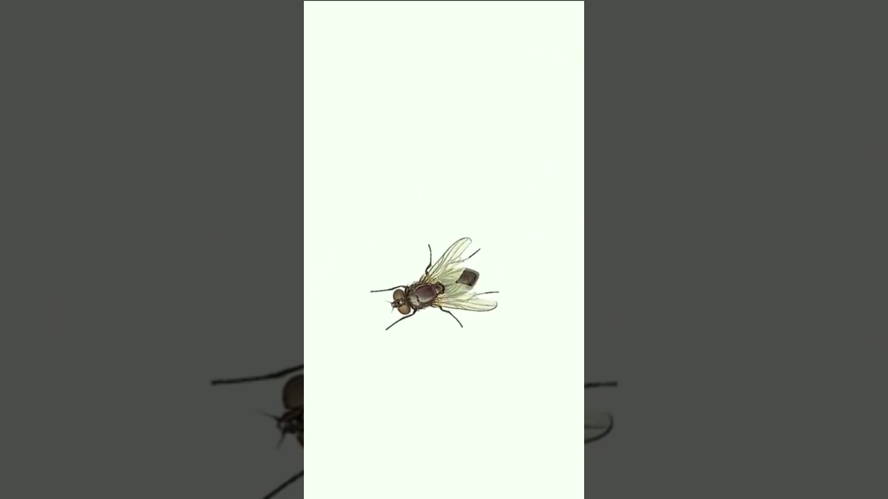 Cat Game: Flying Fly on Screen