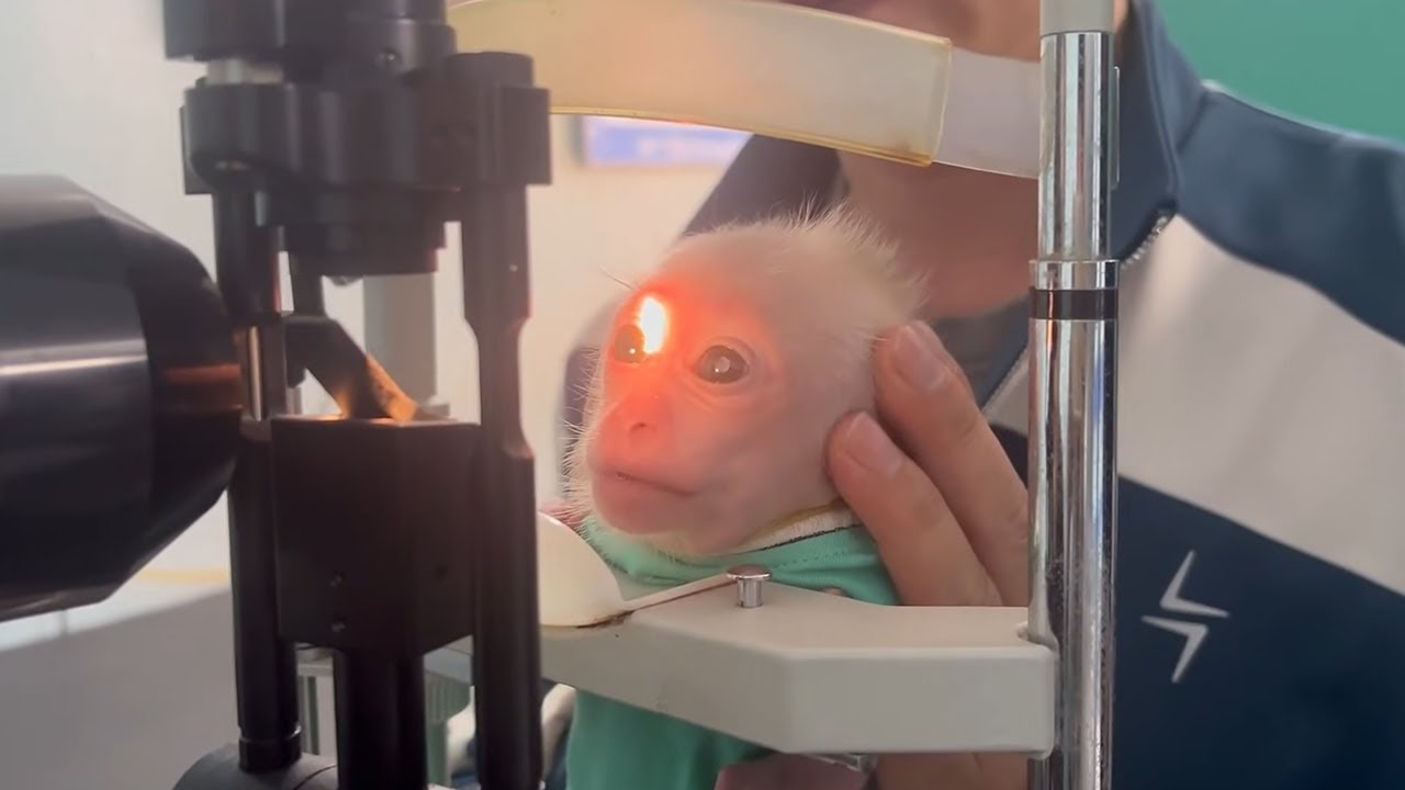The poor baby monkey goes for a routine eye exam and is utterly shocked by the doctor's diagnosis!