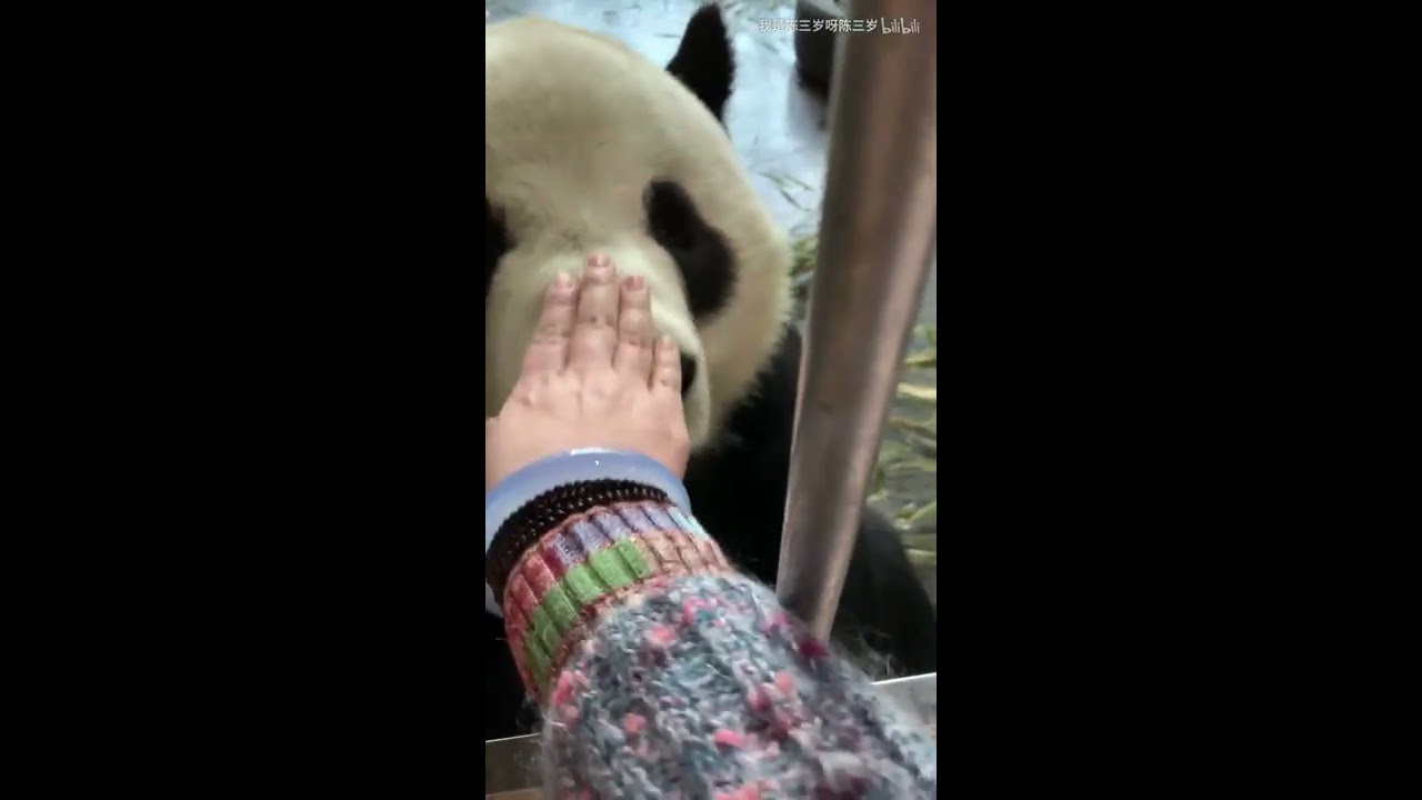 Panda Jin Hu-He was kind and pliable.