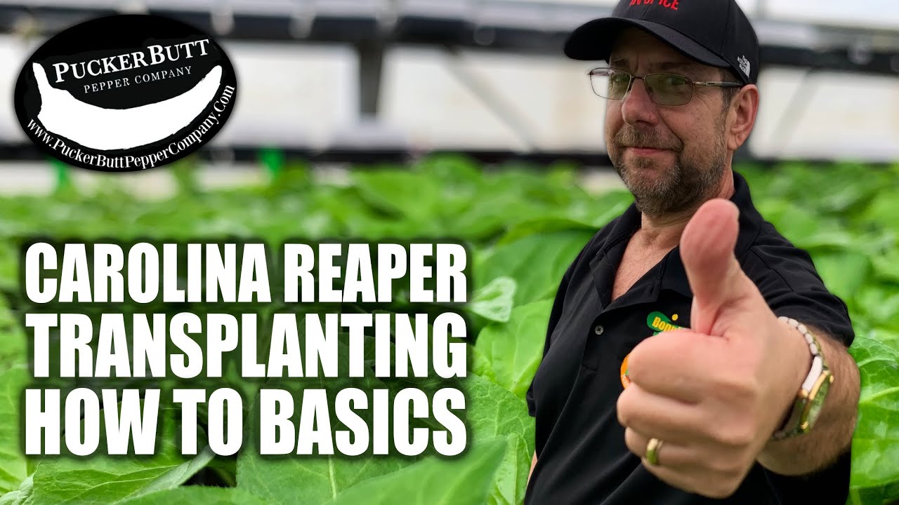 Carolina Reaper Grow Camp | How To Transplant
