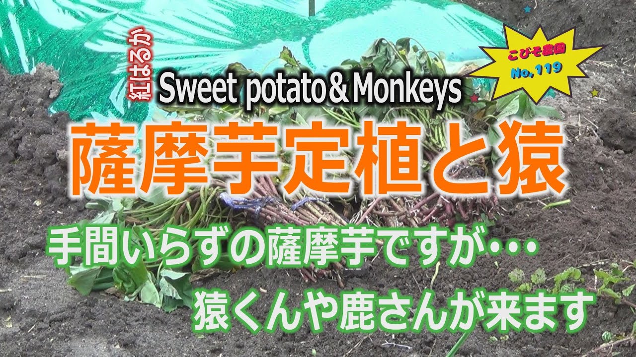 薩摩芋定植と猿のお話し こびそ農園 No,119