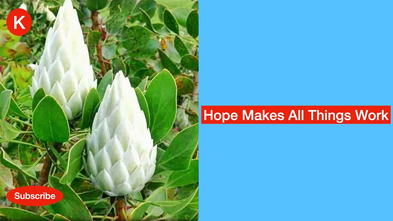 Hope Makes All things Work
