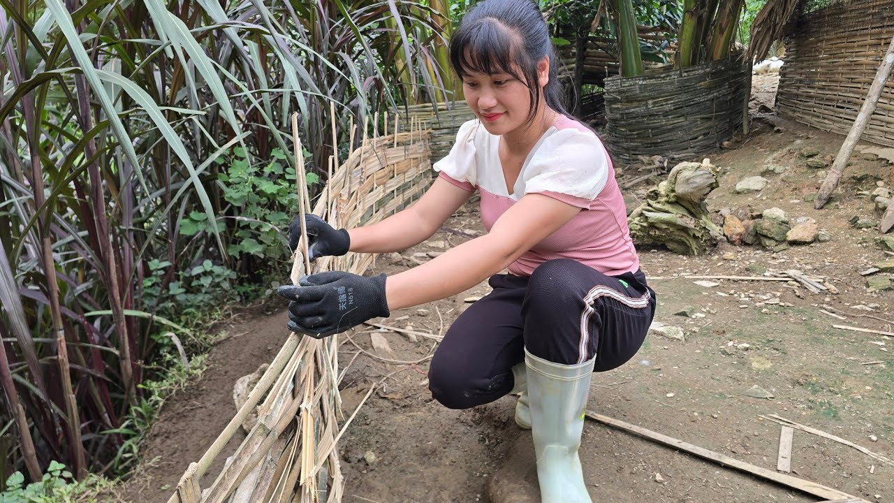 Replace plastic mesh fences with sturdier bamboo fences | Tiểu Liễu-17 year old