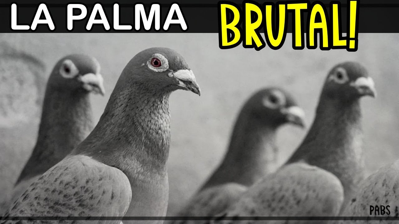 PALOMAS MENSAJERAS # COLOMBOFILIA.La isla de la PALMA ➤🏝Colombofilia en Canarias.  😍
