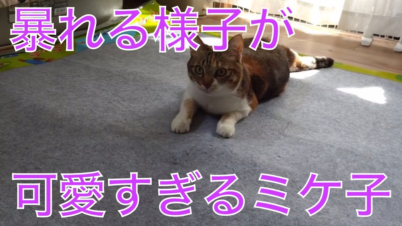 妹ネコに邪魔されずのびのび遊ぶミケ子の様子が可愛すぎました