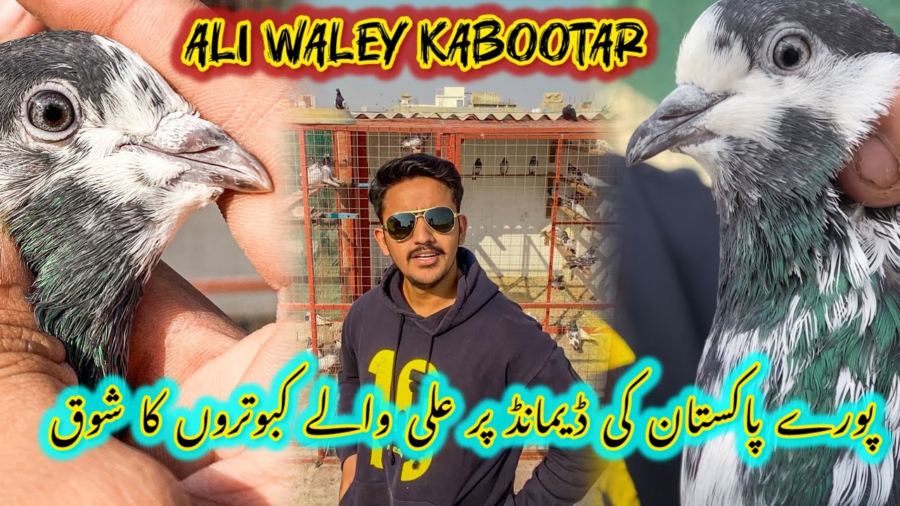 Ali WALEY kabutar banane ka tarika || Ali WALEY kabootar ki pehchan || how to find best bird ?
