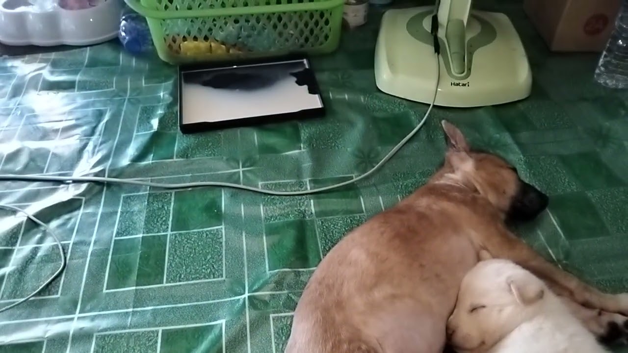 @สิชล คนเลี้ยงแมว  #หล่อแพ็คคู่💖 #Love Dog 🐕