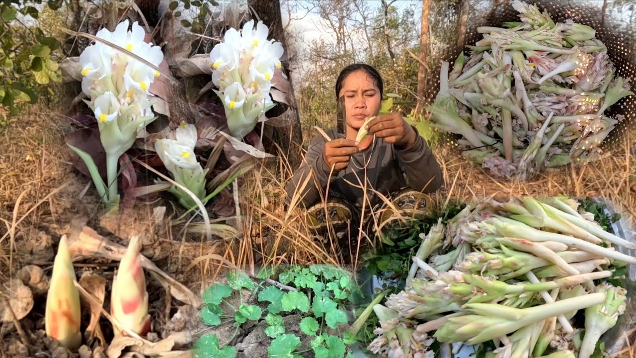 เก็บดอกกะเจียวคั้งแรกของปี2026//ເກັບດອກກະຈຽວຄັ້ງທຳອິດປີ2026