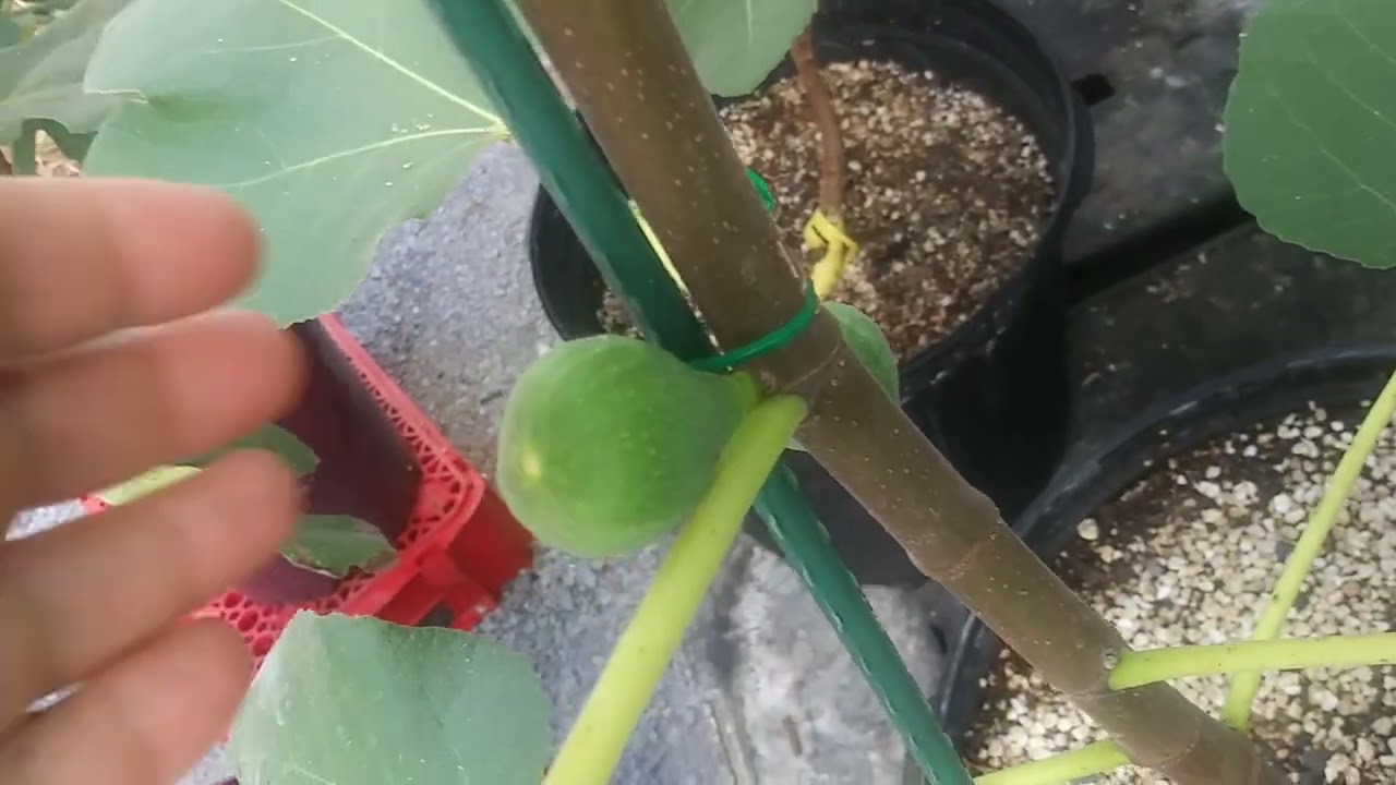 fig collection tour